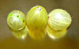 CapeGooseberries